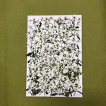 再販　押し花素材🌼ユーフォルビア🌼