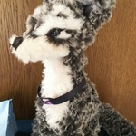 ハスキーのミックス犬です。