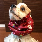 サンタ❤︎クリスマス　中型犬スヌード　犬用スヌード