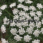 r 様 専用ページです。