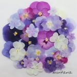 446.押し花アソート〜パープル系 ビオラ 押し花素材