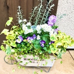 優しいブルー♡ ブリキカート寄せ植え