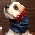 リバーシブル❤︎星柄×デニム　中型犬よスヌード　犬用スヌード