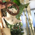 X'masオーナメント・ジャンガリアンハムスター