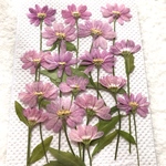 特価　ミヤコワスレ押し花