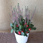 カルーナ♡チェッカーベリー♡寄せ植え♡白陶器