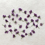 押し花174 アリッサム無着色