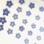 押し花素材～忘れな草  25ケ～