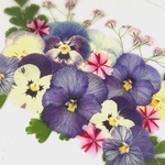 押し花素材～ビオラセット8～