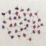押し花176 アリッサム無着色