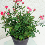 微笑みルージュ姫薔薇苔陶器