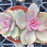 ウエストレインボー☆韓国苗☆エケベリア☆2頭苗☆多肉植物