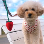 ハーネス ☆ ホワイト苺のハーネス・リード  ニット苺ボンボン鈴付き  犬猫 小型犬OK  （生地入荷しました）