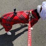 犬服リボン付きオールインワンロンパースタータンチェックウール混新作秋冬物