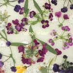 *｡アリッサム  ｡* 押し花素材　
