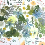 ♡new♡  ♡可愛い押し花セット♡ ♡使いやすい少量の押し花セット♡