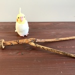 樫のパーチ（S)