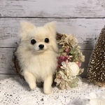 羊毛フェルト　チワワのフラワーリース　限定送料無料　　