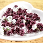 花材☆かすみ草☆ボルドー　５０個　ドライフラワー