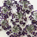 アリッサム　ドライフラワー     lady purple