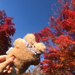 クッキーイヌ