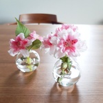 ~春待ち桜~水♡まるで本物 シンプル桜アレンジ