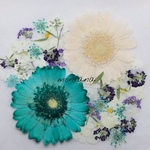 449.押し花アソート〜カラフル ガーベラ お花 mix 押し花素材