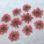 押し花179 レースフラワー着色