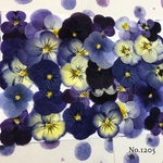♡new♡送料無料 ☆ビオラ☆ 押し花セット