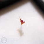 nano金魚標本 水泡眼