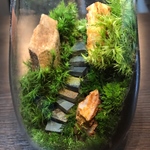 苔テラリウム　LEDライト蓋付き　　紅木化石の山