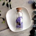 植物標本　Botanical Collection■No.2　スターチス パープル