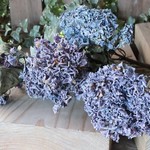 ジュディパープル 紫陽花のドライフラワー