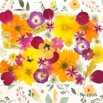 ♡new♡  ♡可愛い押し花セット♡ ♡使いやすい少量の押し花セット♡