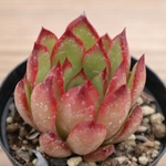 多肉植物　"クリスマス"