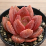 多肉植物　"ホワイトナイト(白夜)"