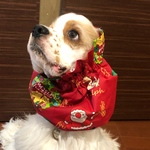 サンタとトナカイ❤︎クリスマス　中型犬用スヌード　犬用スヌード