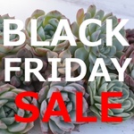 ☆SALE☆多肉植物韓国苗おまかせ4苗セット☆BLACK FRIDAY