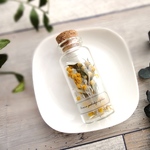 【予約販売】植物標本　Botanical Collection■No.8-B ミモザ パールアカシア 