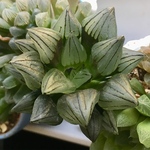  多肉♡ハオルチア ♡アトロフスカ♡2.5号リメ鉢セット