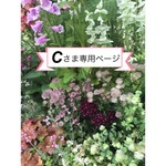 Cさま専用ページ