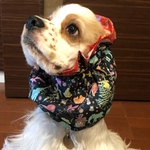 動物たちのクリスマス　中型犬用スヌード　犬用スヌード