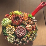 可愛いフライパンに多肉植物寄せ植え✧