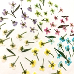 カラフルアリッサム  60輪 押し花素材