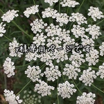 y 様 専用ページです。