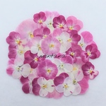 再販　450.押し花アソート〜ピンク系 ビオラ 押し花素材