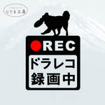 ボーダーコリーの黒シルエットステッカードライブレコーダー録画中