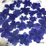 ♡new♡ 作家様必見 ♡着色紫陽花の押し花セット♡