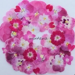452.押し花アソート〜ピンク系 お花 mix 押し花素材