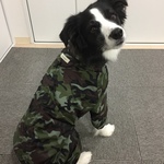 akane3188様専用　小型犬用XLロングKAPPA